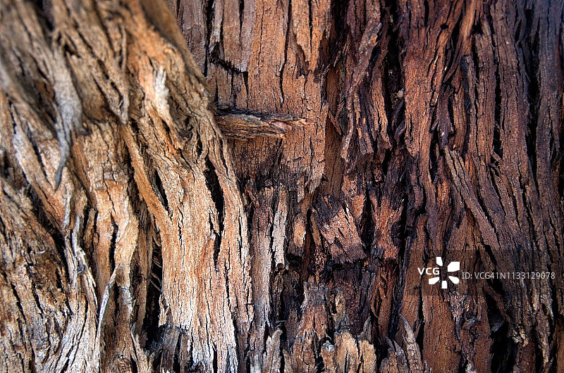 桉树树干剥落树皮的细节图片素材