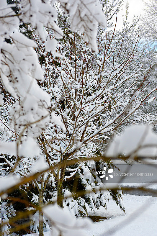 雪覆盖了宾夕法尼亚州的树木图片素材