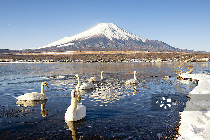 冬天的日本富士山和山中子湖上的天鹅图片素材