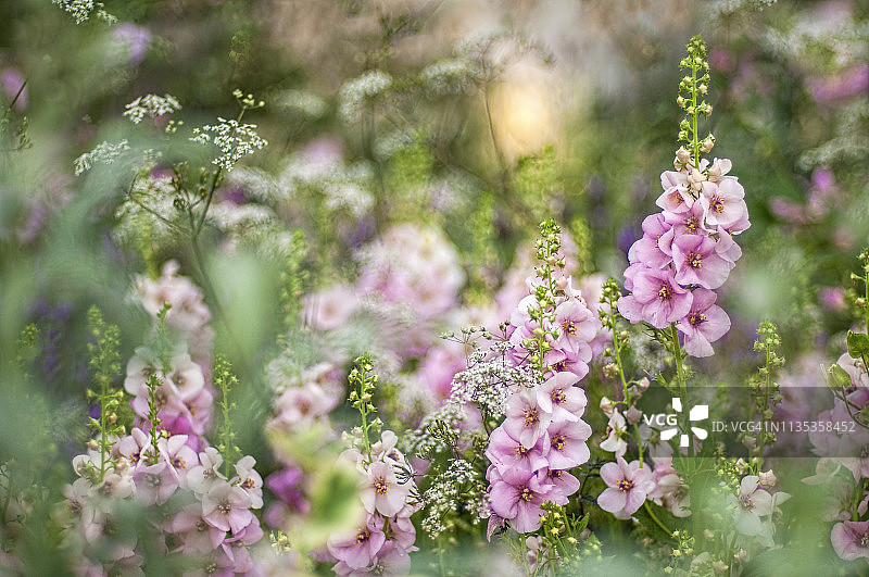 特写照片美丽的夏季开花的Verbascum 'Jackie'花也被称为毛蕊花图片素材