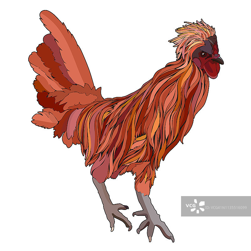 彩色公鸡，矢量插图图片素材