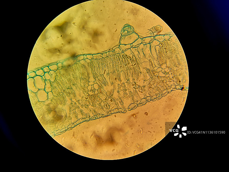 植物细胞显微镜下观察图片素材