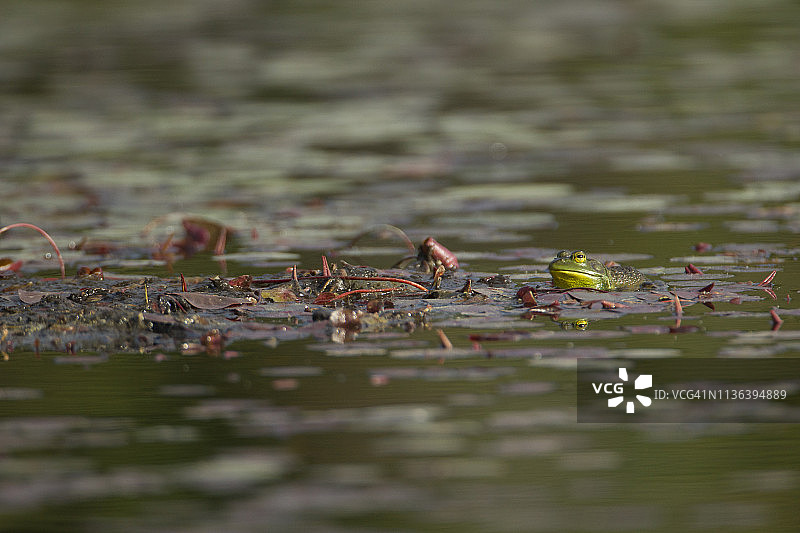 牛蛙在水里，从水里呼唤，漂浮着图片素材