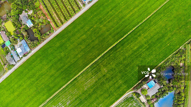 鸟瞰图/一大片稻田，这是一个农业社区图片素材