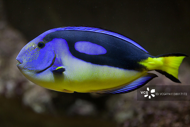 蓝surgeonfish(副肝)图片素材