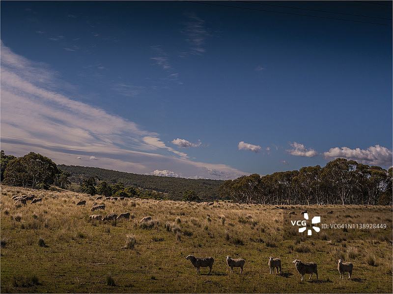 澳大利亚新南威尔士州南部，莫纳罗高原，放牧的绵羊。图片素材