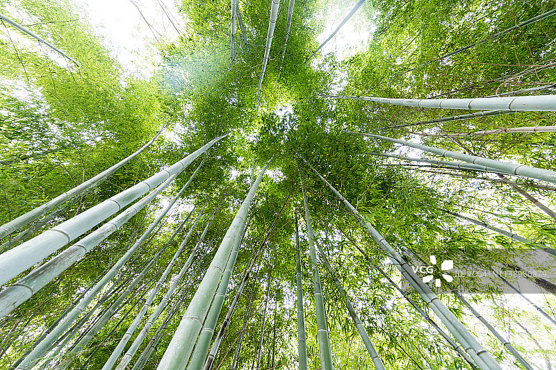 竹子生长，从下面看图片素材