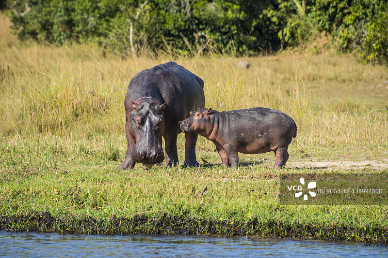 非洲，乌干达，河马，两栖河马，母亲和婴儿，默奇森瀑布国家公园图片素材