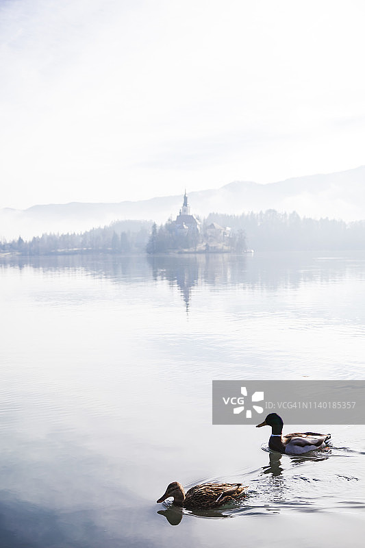 斯洛文尼亚，戈伦斯卡，布莱德，一对野鸭游泳在布莱德湖与布莱德岛在一个多雾的冬天早晨图片素材