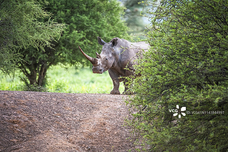 南非林波波，马拉塔巴私人禁猎区，白犀牛小心翼翼地靠近一个水坑图片素材