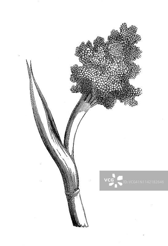 来自农业百科全书的古董插图，植物:高粱双色(大粟，杜拉，乔瓦里，米洛)图片素材