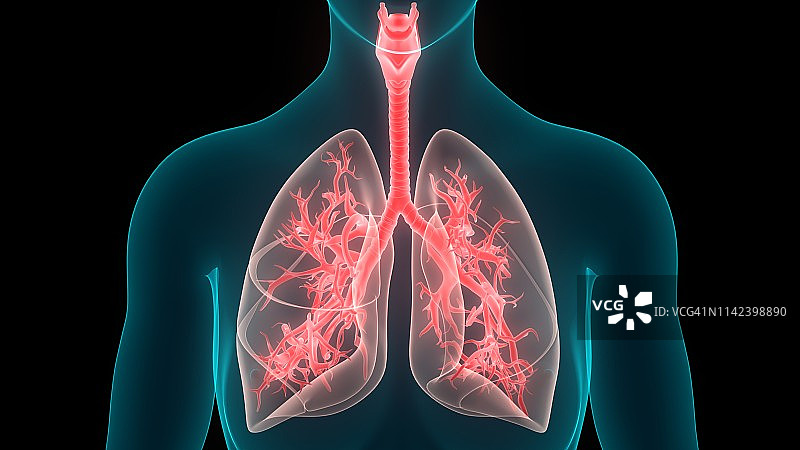 人体呼吸系统肺解剖图片素材