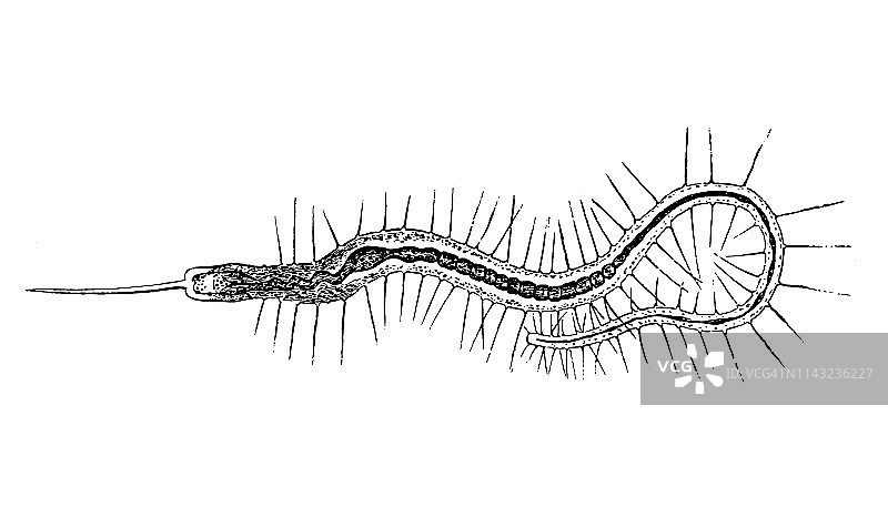 长鬃虫(Nais proboscidea)图片素材