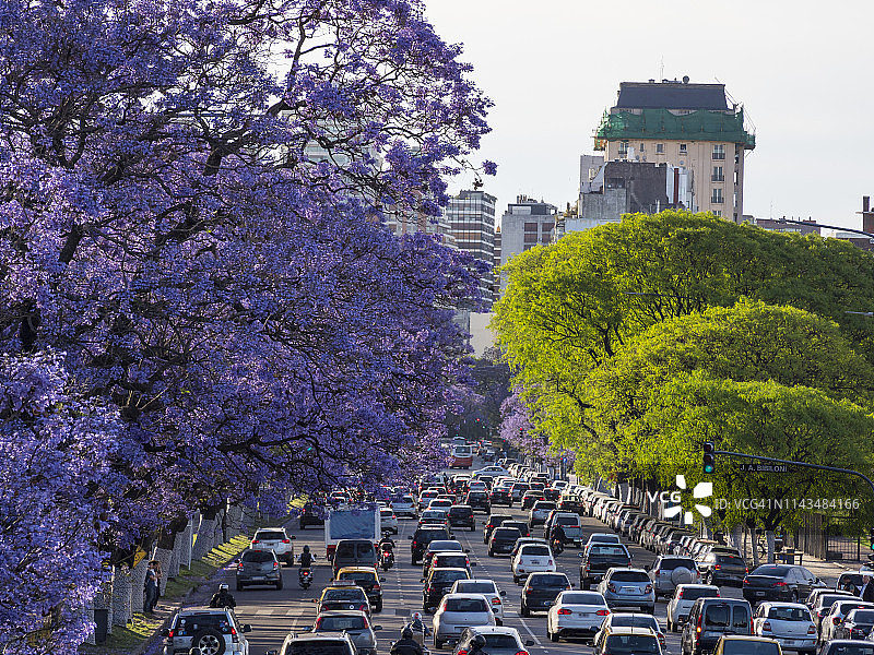 阿根廷布宜诺斯艾利斯市雷克莱塔菲格罗亚阿尔科塔大道上的蓝花楹树(含羞草蓝花楹)图片素材