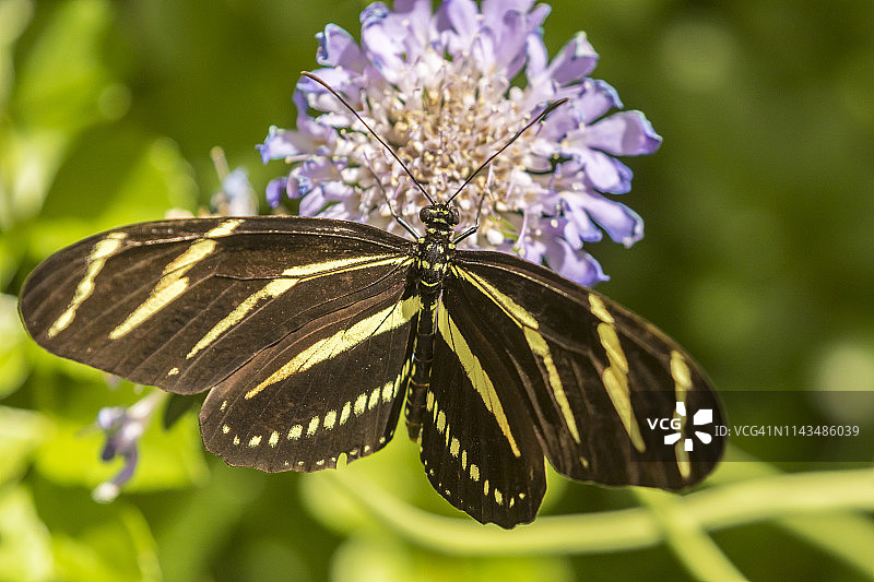 花上斑马长翅蝴蝶，沙漠植物园，亚利桑那州，美国图片素材