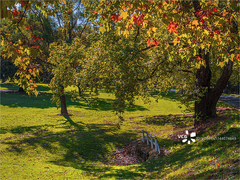 五月天山花园，秋季色调的树木，比奇沃思，澳大利亚维多利亚州中部。图片素材