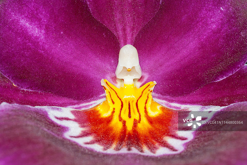 Miltoniopsis兰花的花图片素材