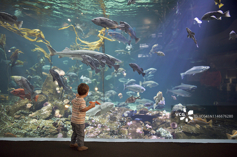一个男孩抬头看着一个大水族缸里的珊瑚和鱼图片素材
