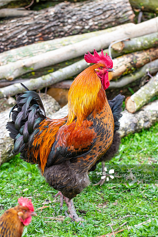 美丽的黑红鸡冠公鸡，家禽院子，农场图片素材