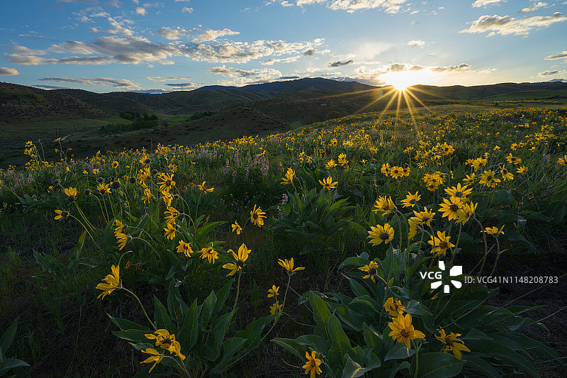 爱达荷州博伊西的鲜花图片素材