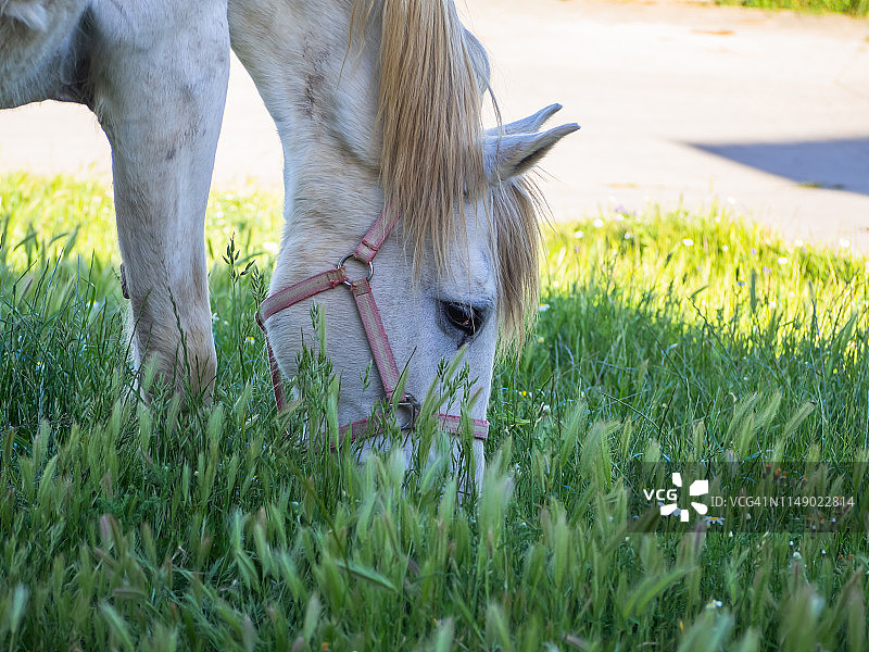 春天，马在草地上吃草图片素材