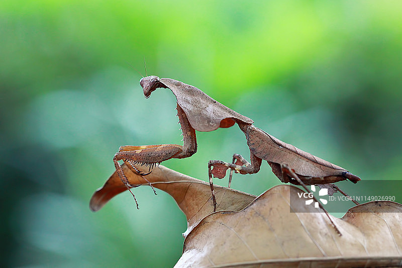 枯叶螳螂伪装干叶，印度尼西亚图片素材