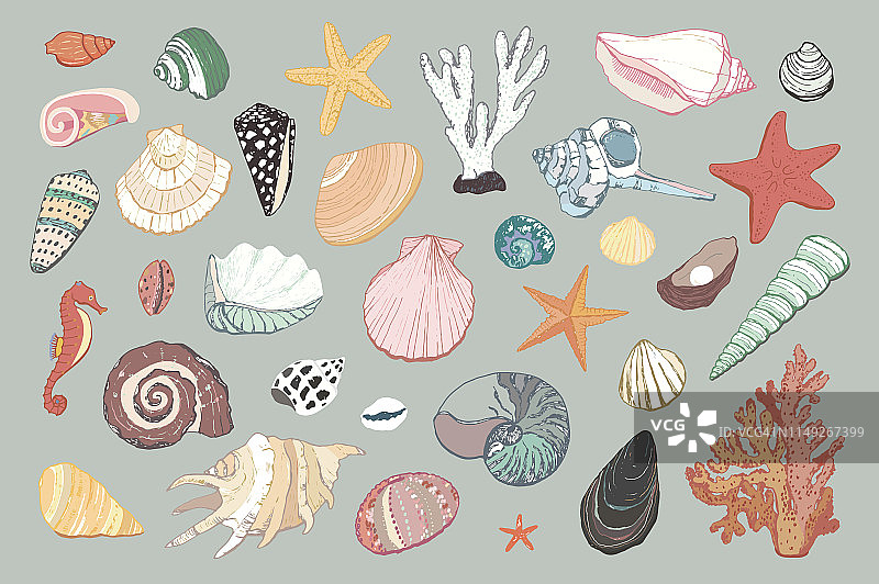 贝壳的插图图片素材