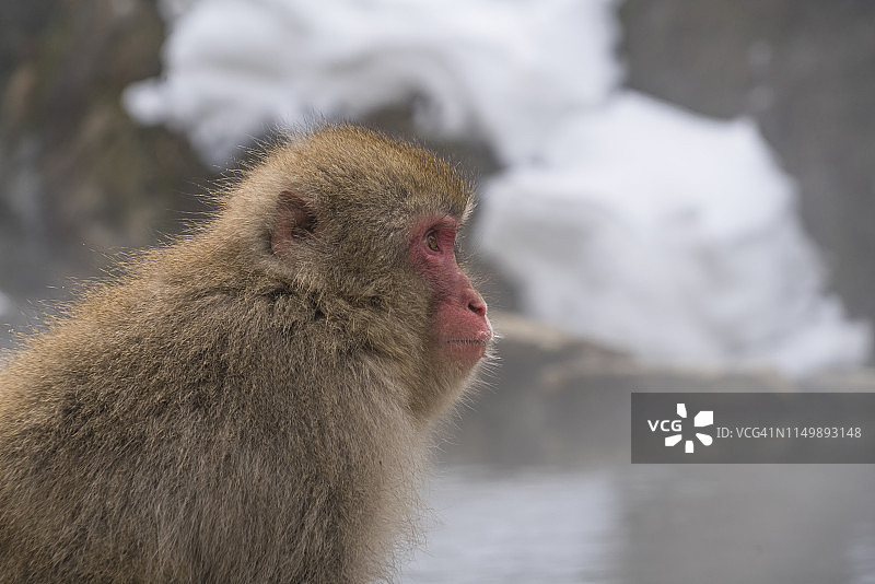2月19日，在日本长野地狱谷雪猴公园，一只雪猴坐在温泉浴缸边，凝视着雪山。图片素材