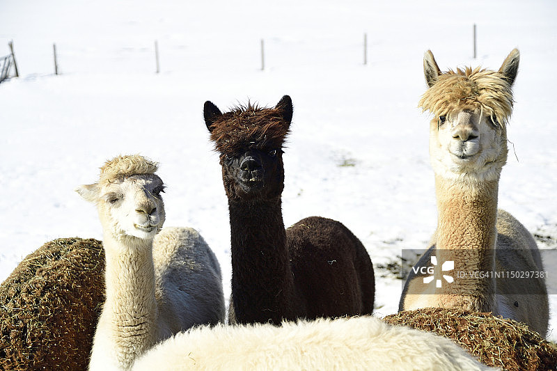 冬季户外羊驼群的肖像图片素材