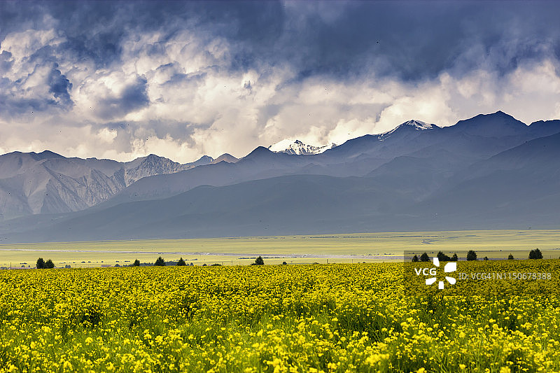 中国西部青藏高原的山脉和油菜田图片素材