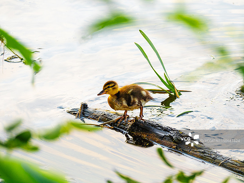 湖上可爱的小野鸭图片素材