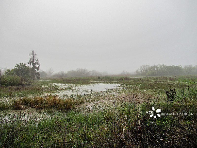 迷雾中的沼泽图片素材