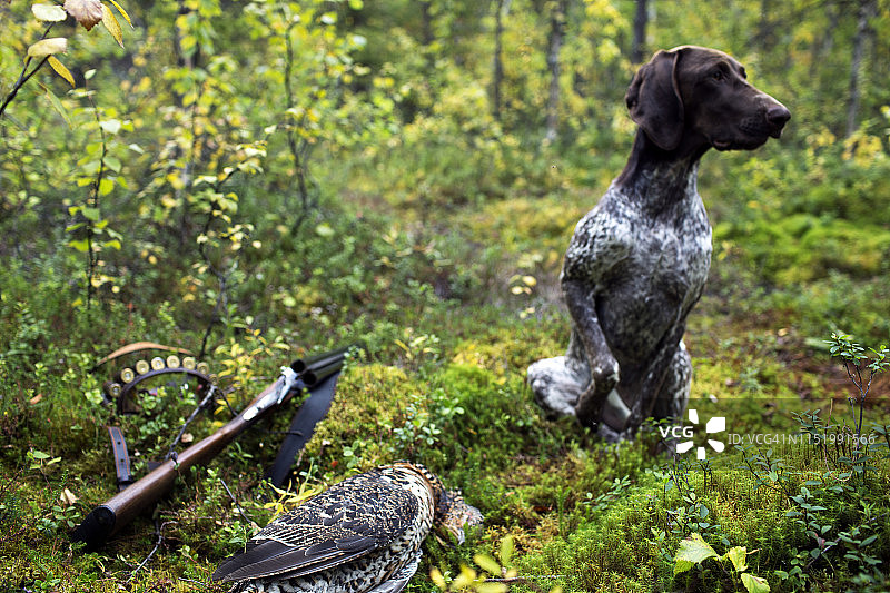 猎犬靠近死鸟和武器图片素材