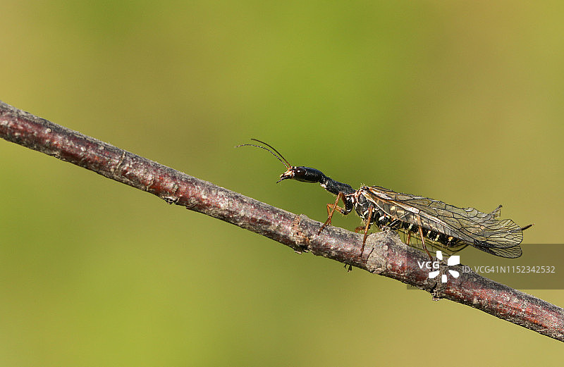 一只蛇蝇，rhapioptera，正沿着一根小树枝行走。蛇蝇很少遇到，因为它们成年后的大部分时间都在树冠上度过。图片素材