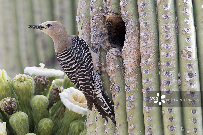 雌啄木鸟带食物到巢洞和仙人掌图片素材
