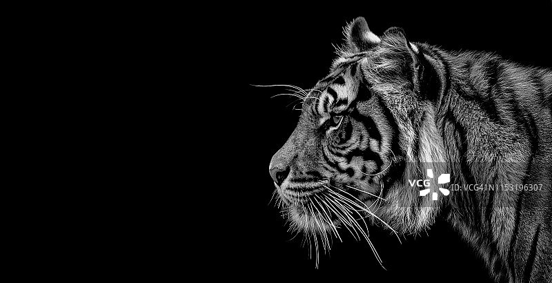 一只老虎的黑白肖像图片素材