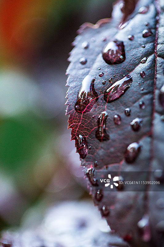 树叶上的新鲜雨滴微距特写图片素材