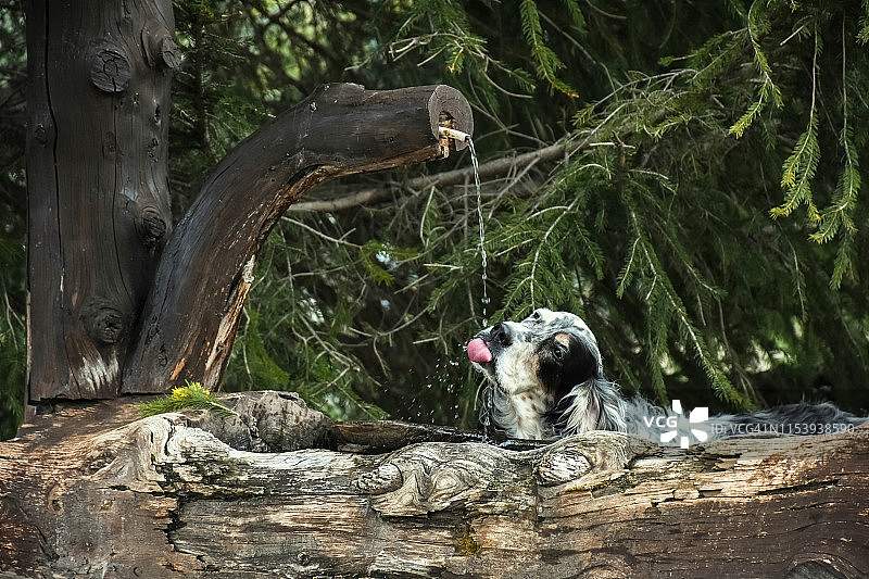 年长纯种英国塞特犬在意大利皮埃蒙特喝阿尔卑斯山喷泉的水图片素材