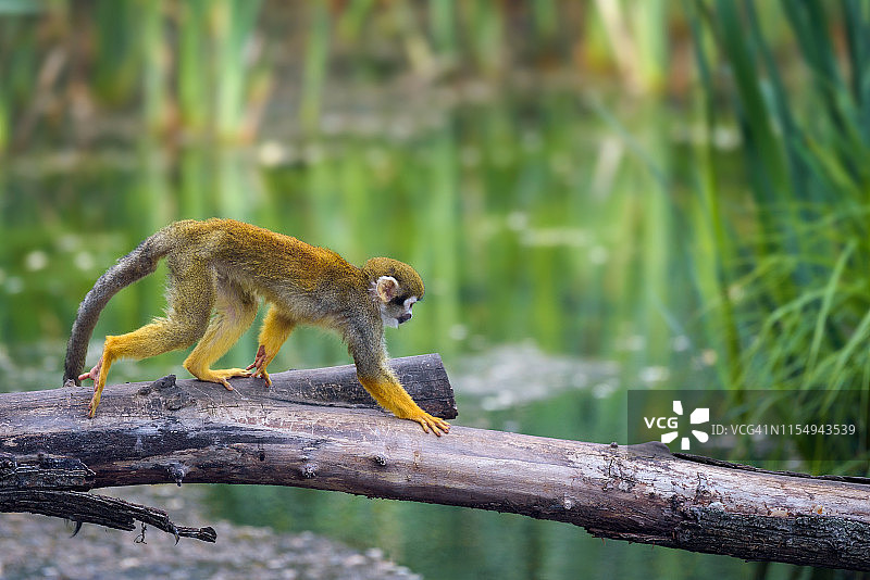 普通的松鼠猴在水面上的树枝上行走图片素材