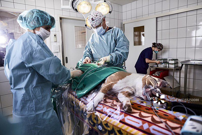 兽医在动物医院给狗做手术图片素材