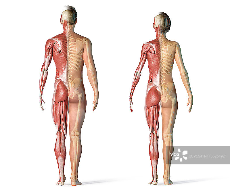男性和女性的肌肉和骨骼系统，插图图片素材