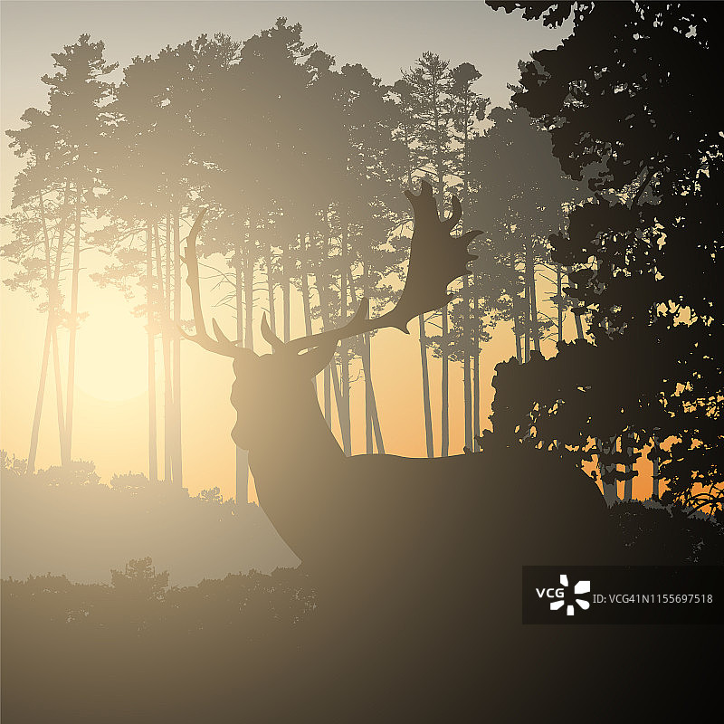 现实的景观插图与针叶林和早晨的天空与阳光。有角的鹿站着看日出或日落。适合作为广告狩猎或自然向量图片素材