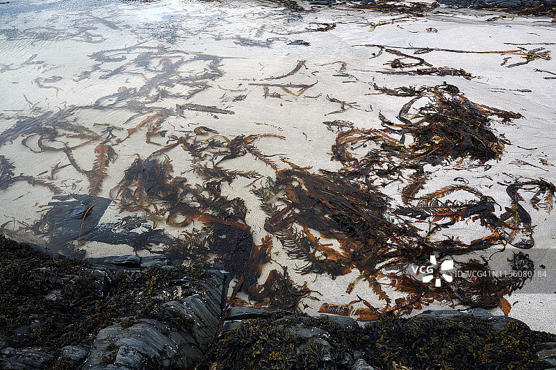 挪威北部斯雷特尼斯灯塔海滩上的海藻图片素材