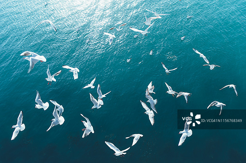 海鸥飞过釜山海，松岛，韩国图片素材