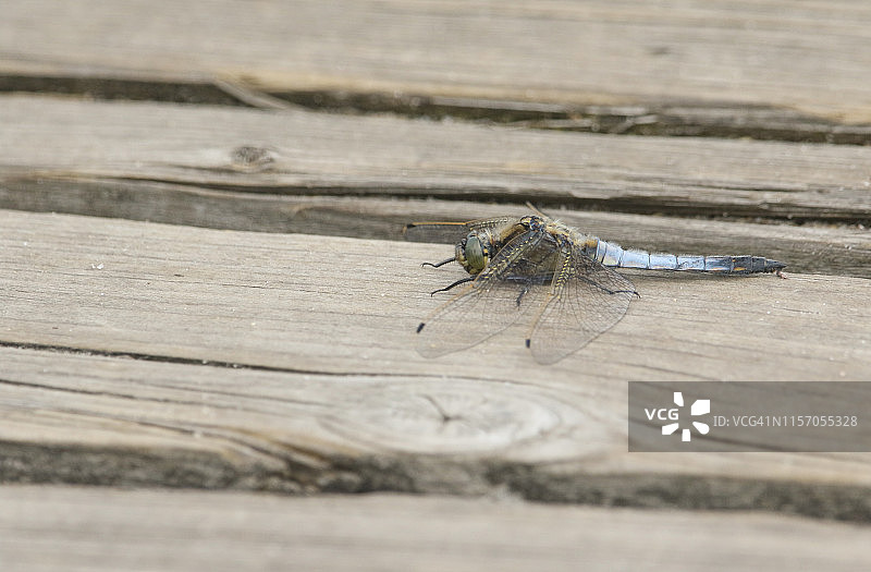 一只美丽的雄性黑尾蜻蜓，栖息在一条木制的木板路上。图片素材