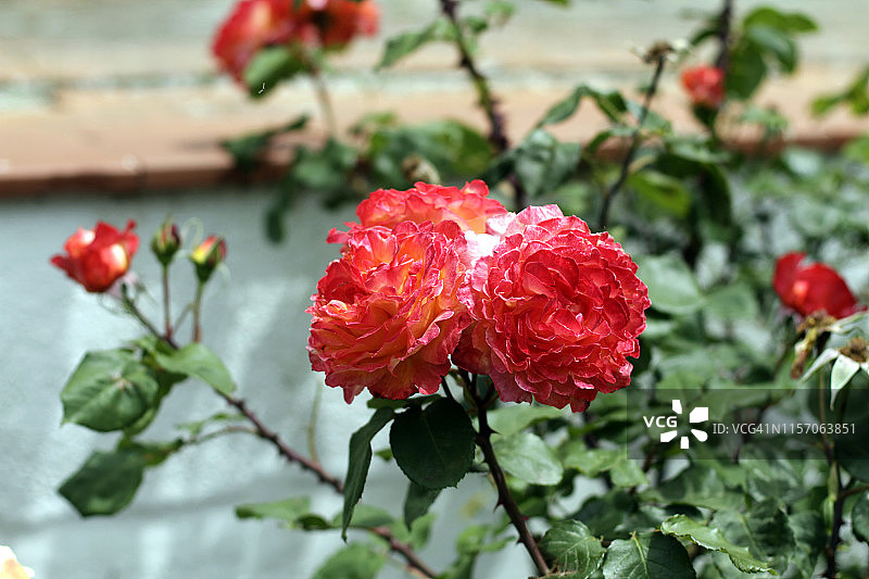 花园里盛开的粉色玫瑰图片素材