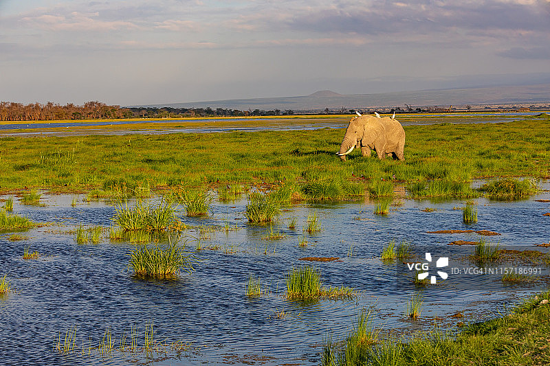 大象在安博塞利湖吃草，沼泽和水鸟在日落图片素材
