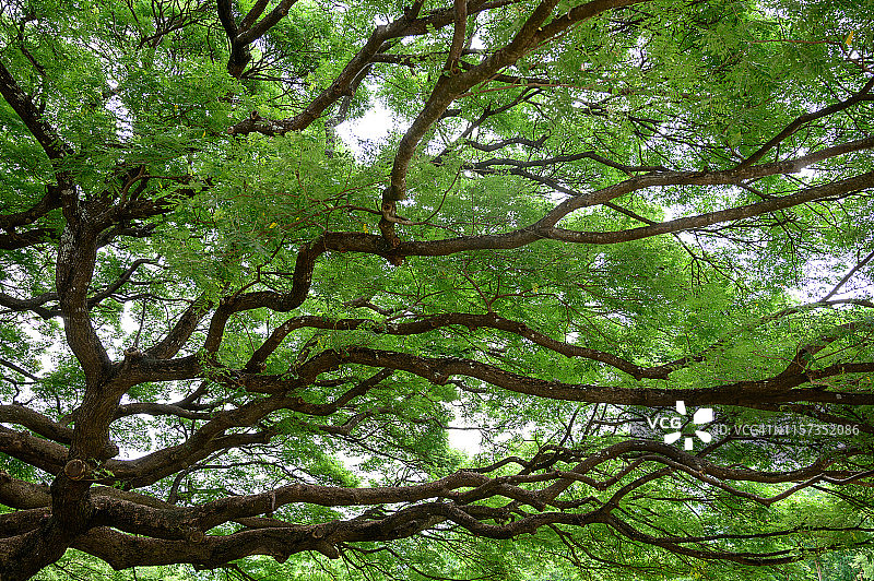 巨型猴荚树的绿叶和树枝，Kanjanaburi，泰国。图片素材