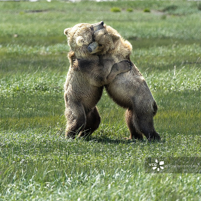 在卡特迈棕熊拥抱图片素材