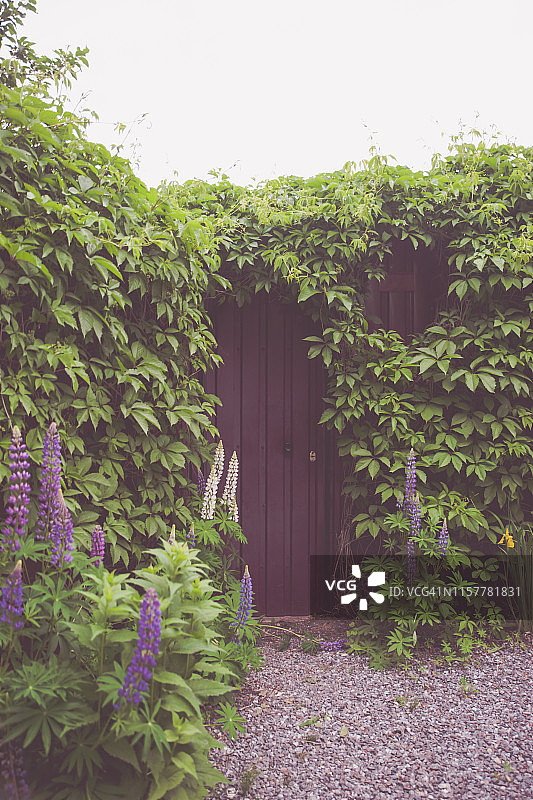 漂亮的入口，砖墙上爬满了绿色的藤蔓和鲜花图片素材